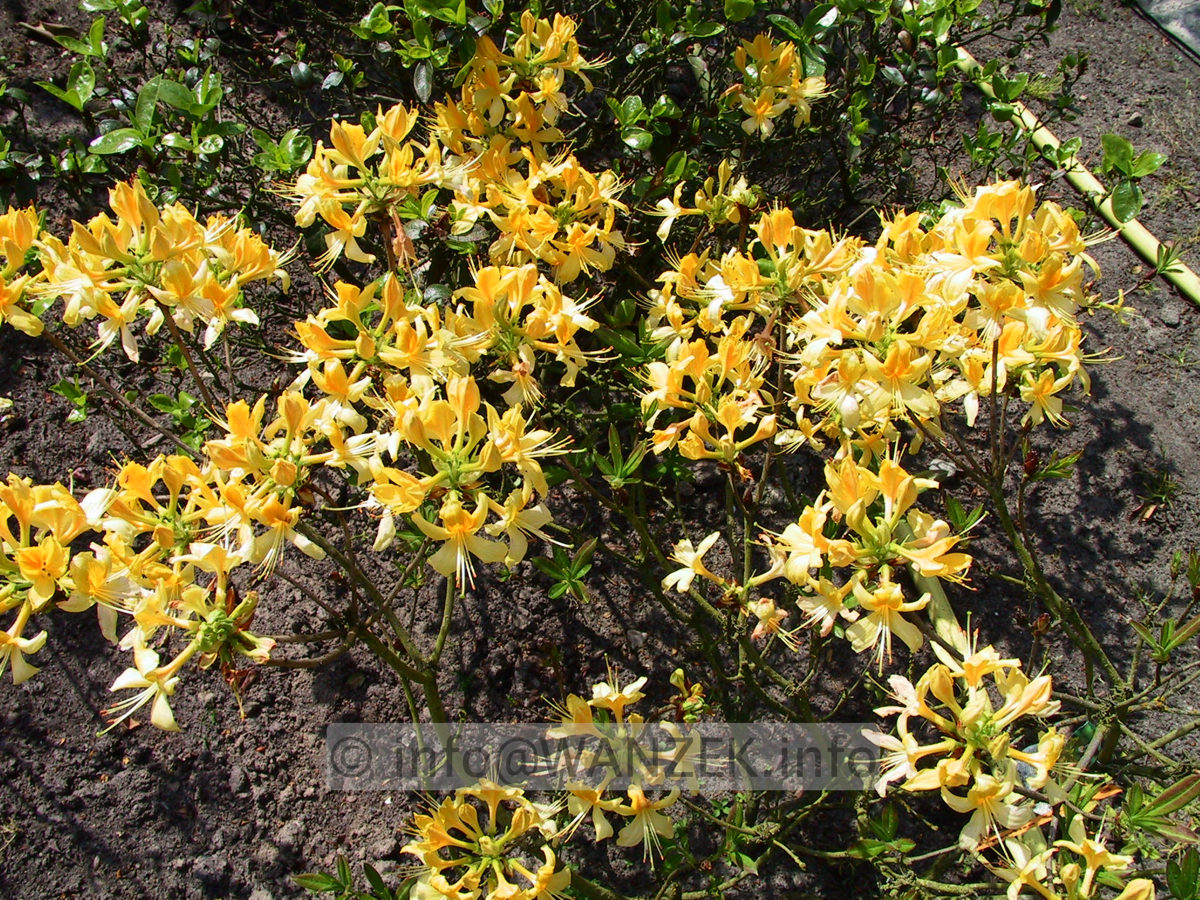 Azalea pontica 02.jpg